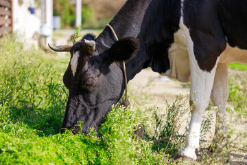 Close-up shot of a grazing cow