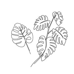 Monstera leaves drawn in line art style
