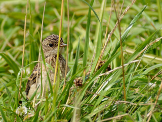 chick of a siberian stonechat