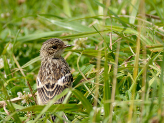 chick of a siberian stonechat