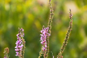Closeup of purple loosestrife flowers with green blurred plants on background