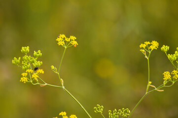 Closeup of yellow sickle leaved hare's ear flowers with blurred background