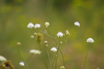 Closeup of small scabious flowers with green blurred background