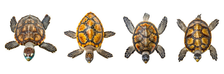A set of turtles isolated on a transparent background in the top view. PNG