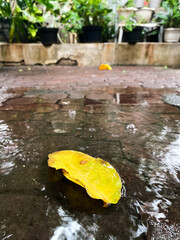 dry yellow fall  leaf in rain puddle. copy space. top view.