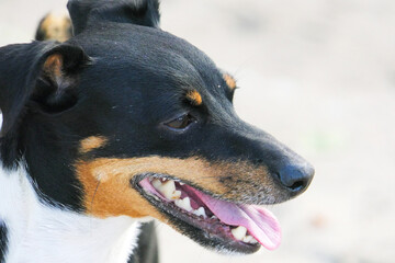 Close-up of the face of a dog of the Jack Russell Terrier breed