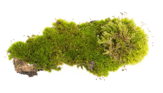 Moos isoliert auf wei&szlig;en Hintergrund, Freisteller 