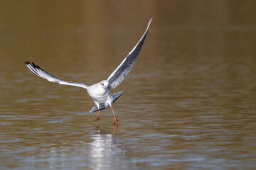 Eine Lachmöwe im Flug