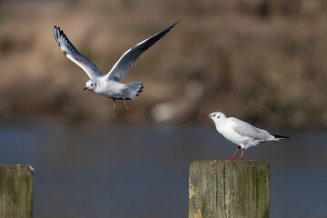 Eine Lachmöwe im Flug