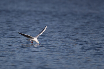 Eine Lachmöwe im Flug auf Nahrungssuche