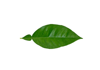 Obraz premium Leaf of the bitter orange (Citrus sp)