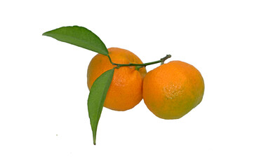 Kozan King, a small-sized and seeded variety of mandarin with a distinctive strong aroma and sweetness.