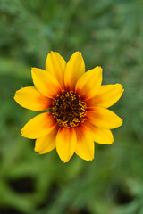 Large flowers of cynia in the summer garden. Bright flowers in close-up. The juicy color of the flowers.