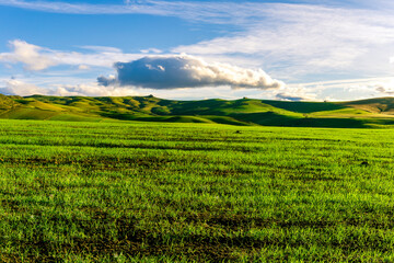 Scenic view at beautiful spring sunset in a green shiny field with green grass and golden sun rays,...