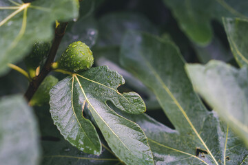 Fig fruit on a tree after rain. Summer harvest concept