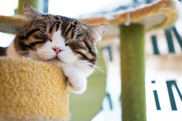 Close-up of a cute little cat sleeping on a yellow sofa. cat resting