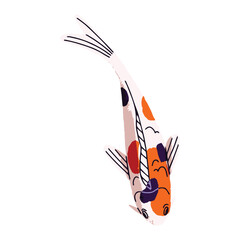 Multicolored Japanese carp top view. Koi with spots on scales floating in water. Colorful Asian pond fish, nishikigoi. Oriental ornamental animal. Flat isolated vector illustration on white background