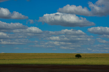 Fototapeta premium Pampas tree landscape, La Pampa province, Patagonia, Argentina.