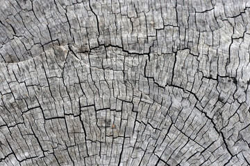 Old wood texture for background.