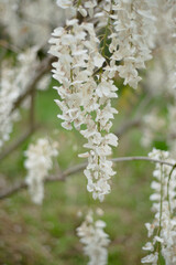 White fragrant wisteria. Spring blooming garden. Scents and body care in the garden. Copy space for text.