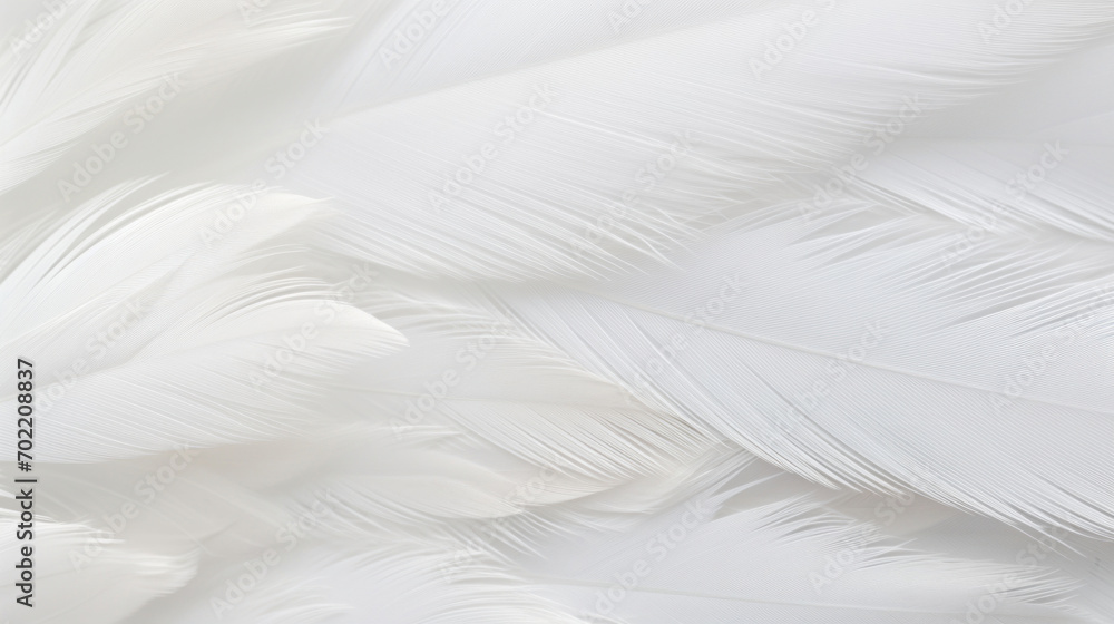 Poster close-up of delicate white feathers showing detailed soft texture and lightness.