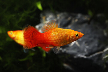 Fototapeta premium A pair of Sunrise or orange gold platy fish (Xiphophorus maculatus)