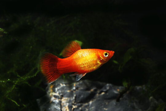 A pair of Sunrise or orange gold platy fish (Xiphophorus maculatus) fighting in tropical aquarium