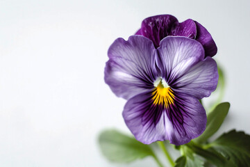  Purple pansy flower close up on a white background.