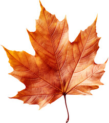 Obraz premium autumn maple leaf