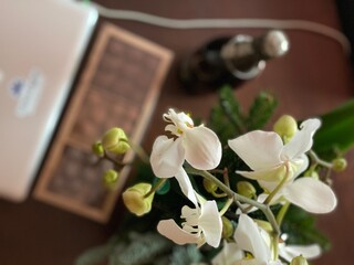 orchid on the table - 702211285