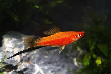 Red wagtail swordtail fish (Xiphophorus helleri)