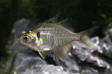 Obraz premium Indian glassfish or glass perch (Parambassis ranga) in tropical aquarium