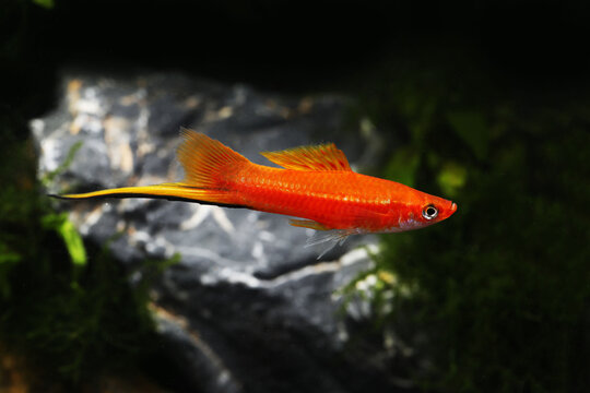 Classic male red swordtail fish (Xiphophorus helleri)