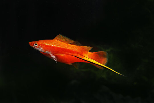 A pair of Classic red swordtail fish (Xiphophorus helleri) 