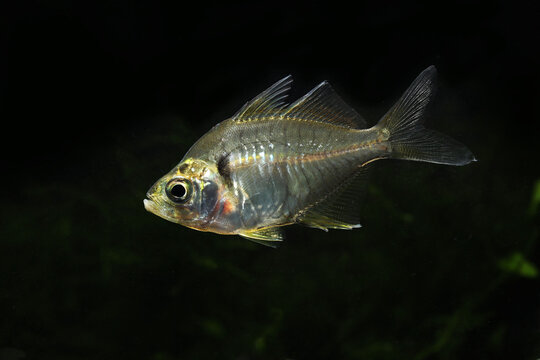 Indian glassfish or glass perch (Parambassis ranga) in tropical aquarium