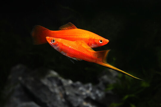 A pair of red swordtail fish (Xiphophorus helleri)