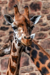 Giraffes in Captivity
