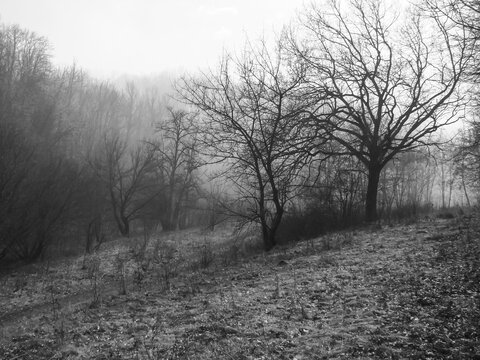 Fog in the autumn forest. Black and white image.