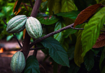 The cocoa tree Unripe organic Cocoa fruit, Theobroma cacao with fruits, Green cocoa raw cacao tree...