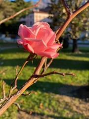 pink rose in the garden - 702212636