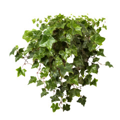 English Ivy PNG Cutout, Generative AI