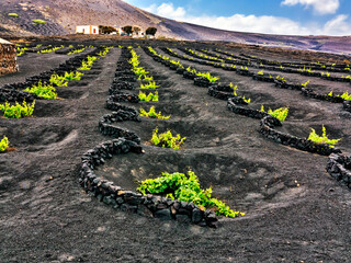 Vineyards in La Geria. Lanzarote. Canary Islands.