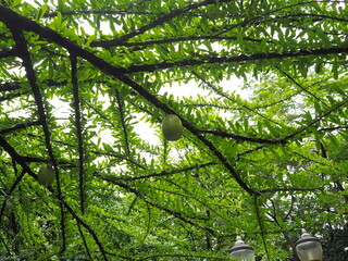 View from under the winged tree Calabash can be seen on the branches, the leaves are rounded to pointed lobes with 3 leaflets, and the fruit is oval, bright green. Morrito is a perennial plant 
