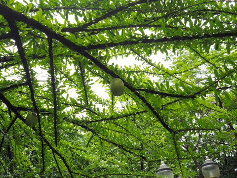 View from under the winged tree Calabash can be seen on the branches, the leaves are rounded to pointed lobes with 3 leaflets, and the fruit is oval, bright green. Morrito is a perennial plant 
