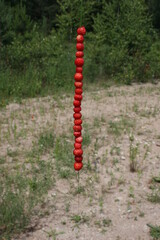 Wild strawberries on bent grass in summer time