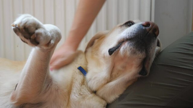 Female owner fondling her cute labrador which lying on her leg. Hand of young woman stroking her pedigree golden retriever dog indoor. Girl gently caressing her adorable domestic animal. Slow mo