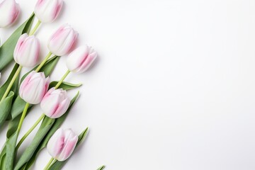 beautiful tulips white and pink on white background, flat lay and copy space - generative ai