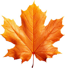 Obraz premium autumn maple leaf