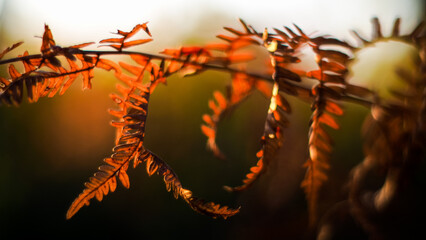 Vue rapprochée de fougères sauvages, aux teintes orangées, pendant le crépuscule dans la forêt...