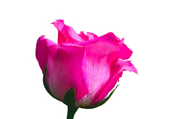 Single Pink rose isolated on white background with clipping path